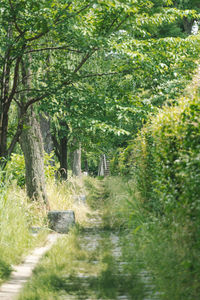 Footpath amidst trees in forest