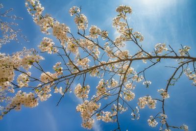 Low angle view of cherry blossoms against blue sky