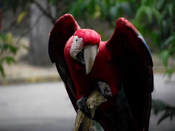 Close-up of scarlet macaw perching on wood