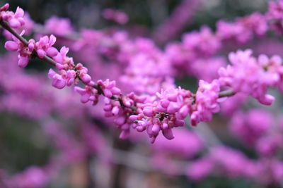 Close-up of pink flowers blooming outdoors