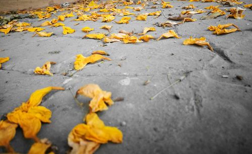 Close-up of yellow autumn leaves on road