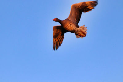 Low angle view of bird flying against clear blue sky