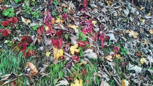Full frame shot of leaves