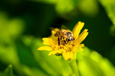 Close-up of honey bee on yellow flower