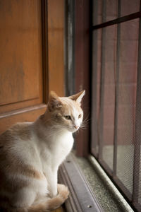 Close-up of cat sitting on window