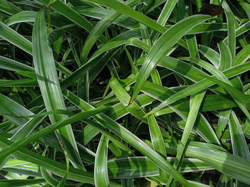 Full frame shot of raindrops on grass