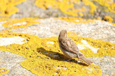 Small bird in nature environment