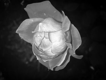 Close-up of rose blooming outdoors