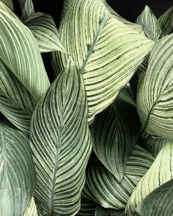 Full frame shot of leaves