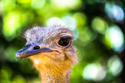 Close-up of a bird looking away