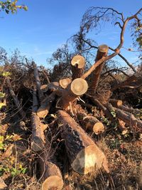 Log on field by trees against sky in forest