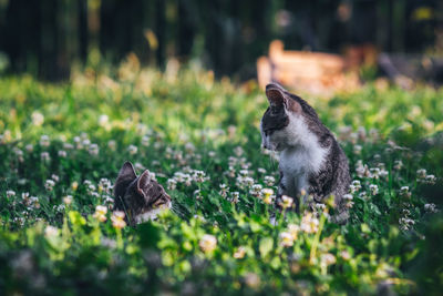 View of an animal on land