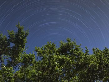 Low angle view of trees against sky at night