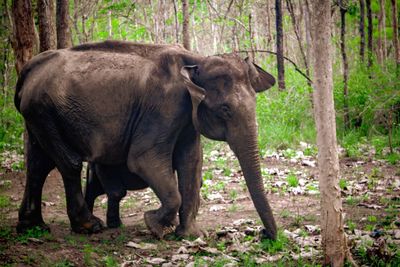 Horse standing in a forest