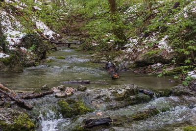 River amidst trees in forest