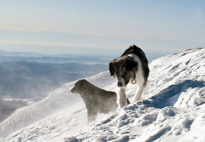 Dog on snow covered mountain against sky