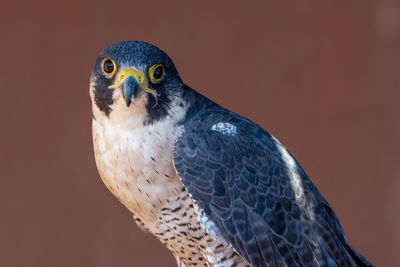 Close-up portrait of owl