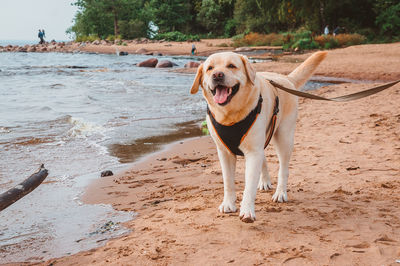 Portrait of dog on beach