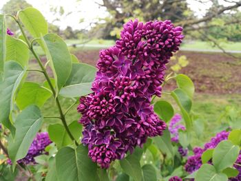 Close-up of purple flowers blooming outdoors