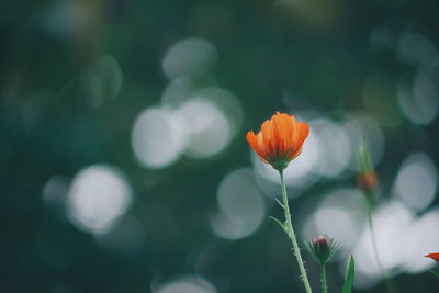 Close-up of red poppy flower