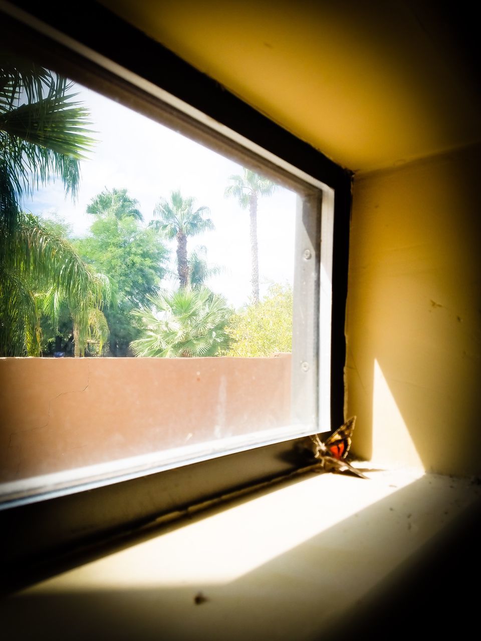 window, tree, indoors, glass - material, transparent, no people, day, nature, sunlight, plant, window sill, palm tree, domestic room, tropical climate, house, looking through window, architecture, home, growth, window frame