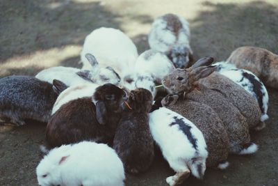 Many rabbits are eating fruits and vegetables.