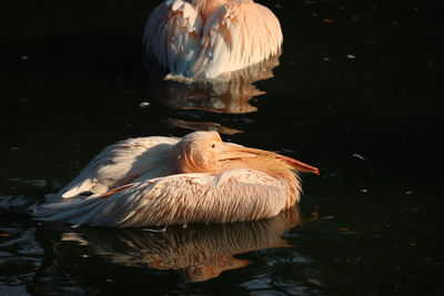 Duck swimming in lake