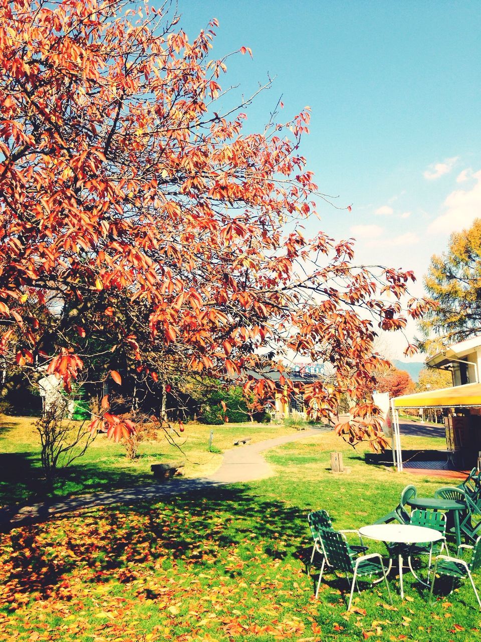 growth, tree, plant, nature, beauty in nature, flower, field, tranquility, autumn, building exterior, day, growing, green color, built structure, outdoors, sunlight, grass, season, branch, no people