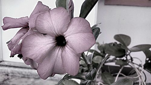 Close-up of flower blooming outdoors