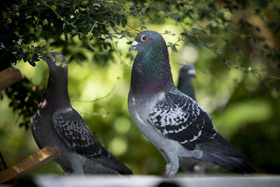 Close-up of pigeons perching on branch