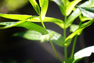 Close-up of green plant