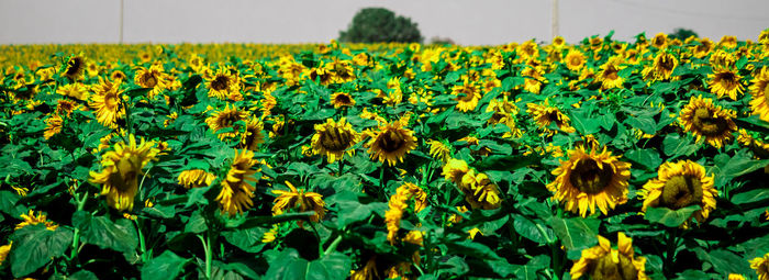 Close-up of yellow flowering plant on field