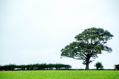 Tree on field against clear sky