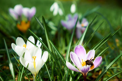 Close-up of purple crocus blooming outdoors