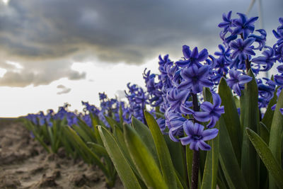 Close-up of purple flowering plants on field against sky