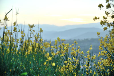 Yellow flowering plants on field against sky