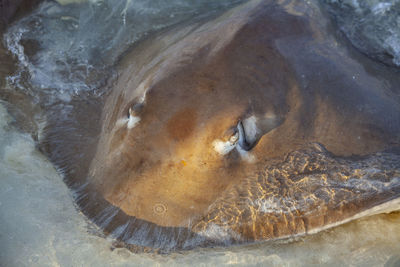 High angle view of turtle in sea