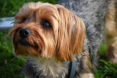 Close-up of dog