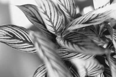 Close-up of potted plant