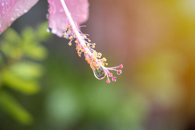 Close-up of insect on pink flowering plant