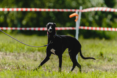 Whippet dog lifted off the ground during the dog racing competition running straight into camera