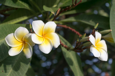 Close-up of white flowering plant