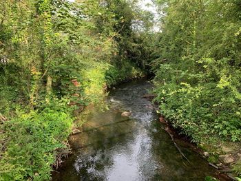 Stream flowing amidst trees in forest