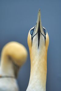 Close-up of a bird against blurred background