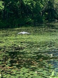 Scenic view of lake in forest