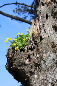 Low angle view of lichen on tree trunk against sky