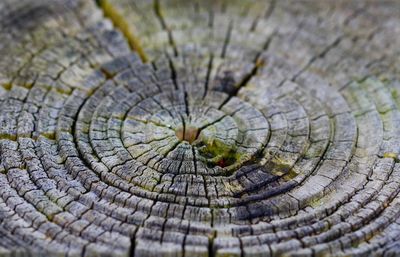 Full frame shot of tree stump