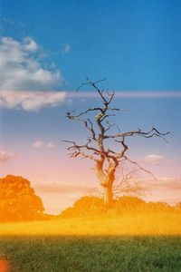 Bare tree on field against sky
