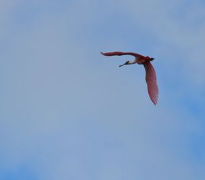 Low angle view of bird flying against clear sky