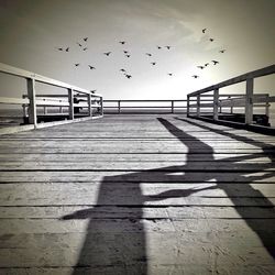 Seagull flying against sky